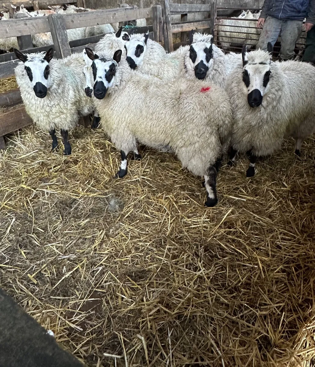 Kerryhill Ewe lambs - Image 1