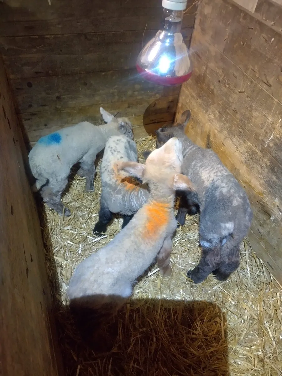 Pet Lambs