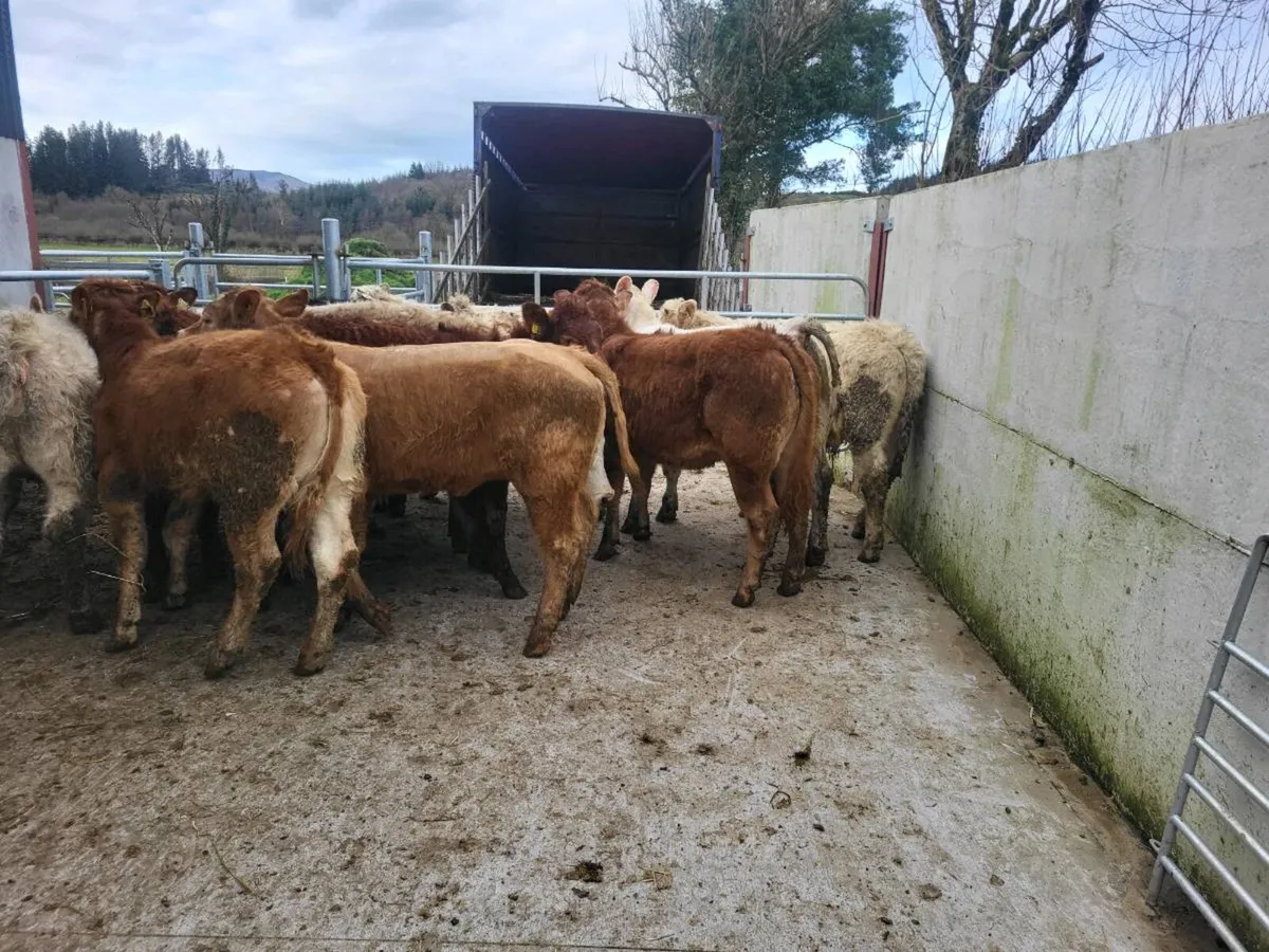 16 heifers - Image 1