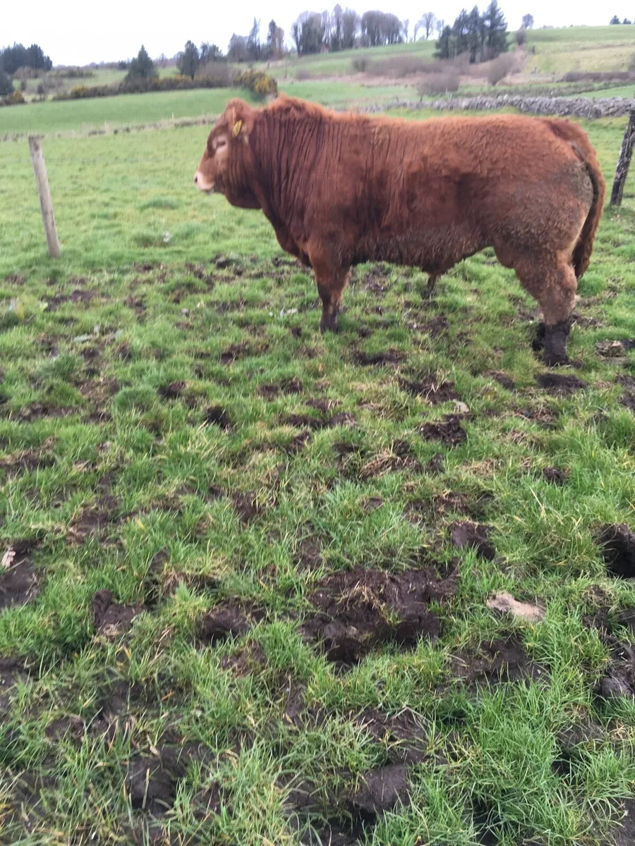 Pedigree registered Limousin bulls - Image 2