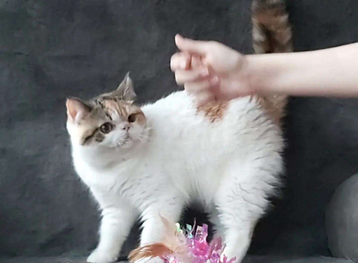 Exotic kittens cat Shorthair (can deliver) - Image 1