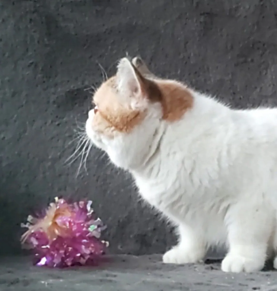 Exotic kittens cat Shorthair (can deliver) - Image 3