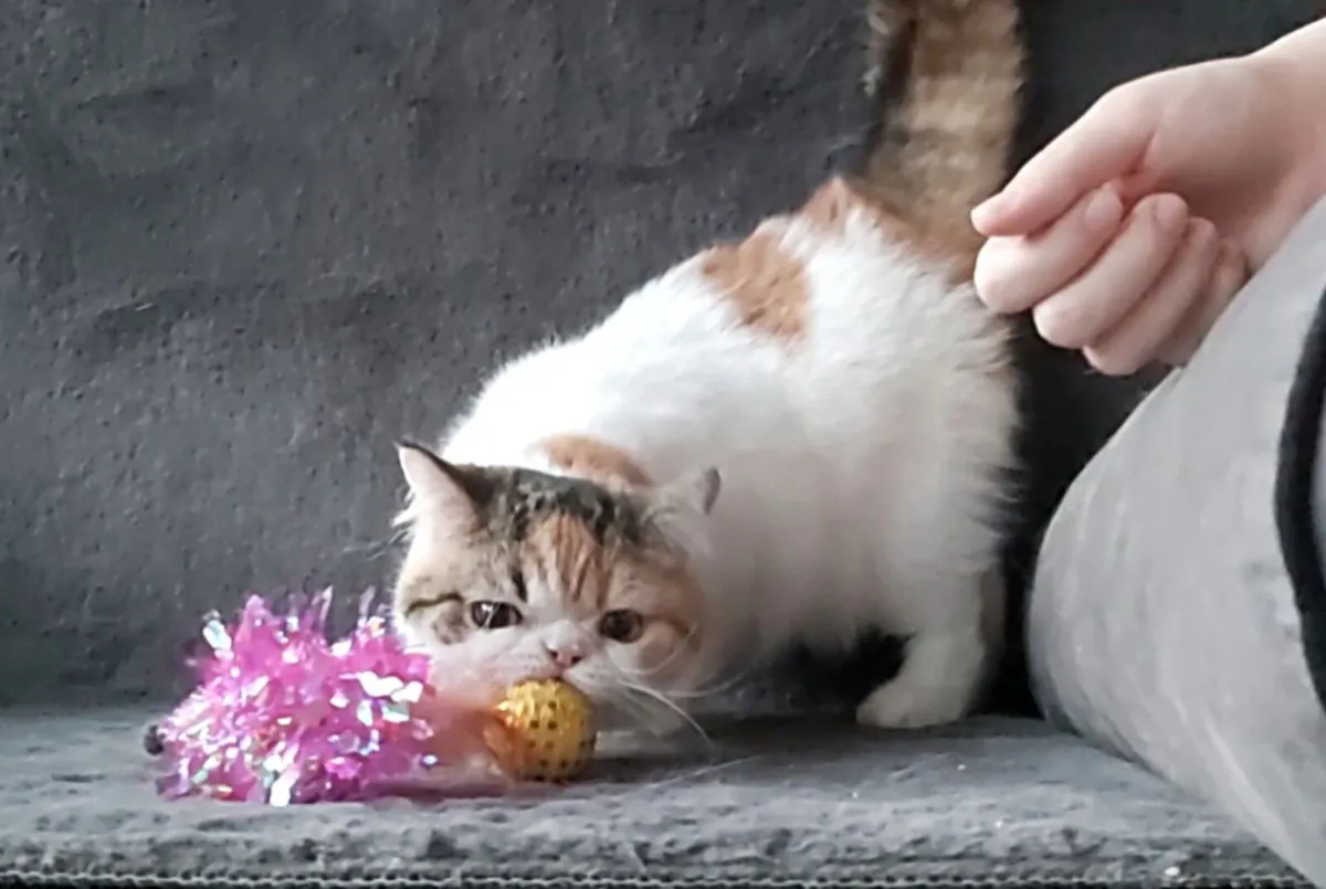 Exotic kittens cat Shorthair (can deliver) - Image 4