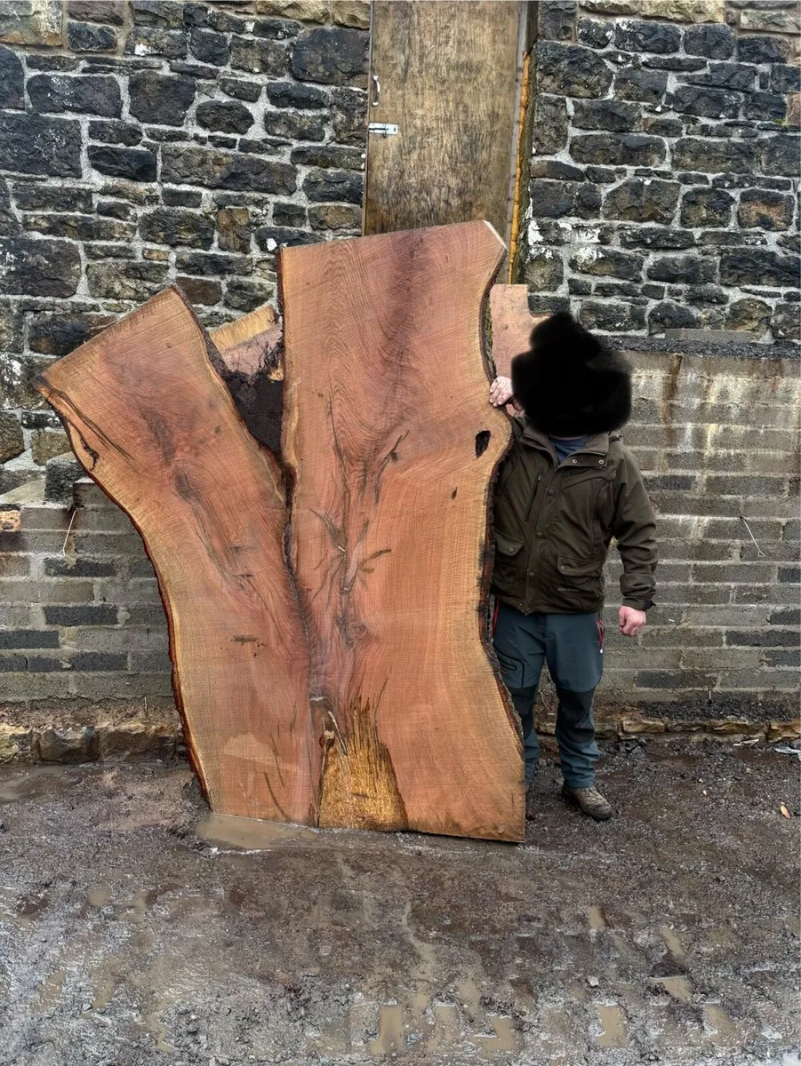 Large oak slabs - Image 1