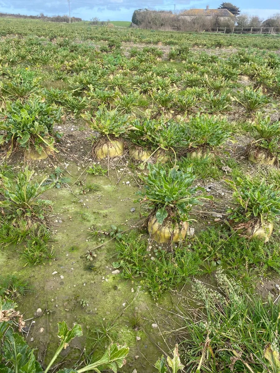 Sugar Beet - Image 2