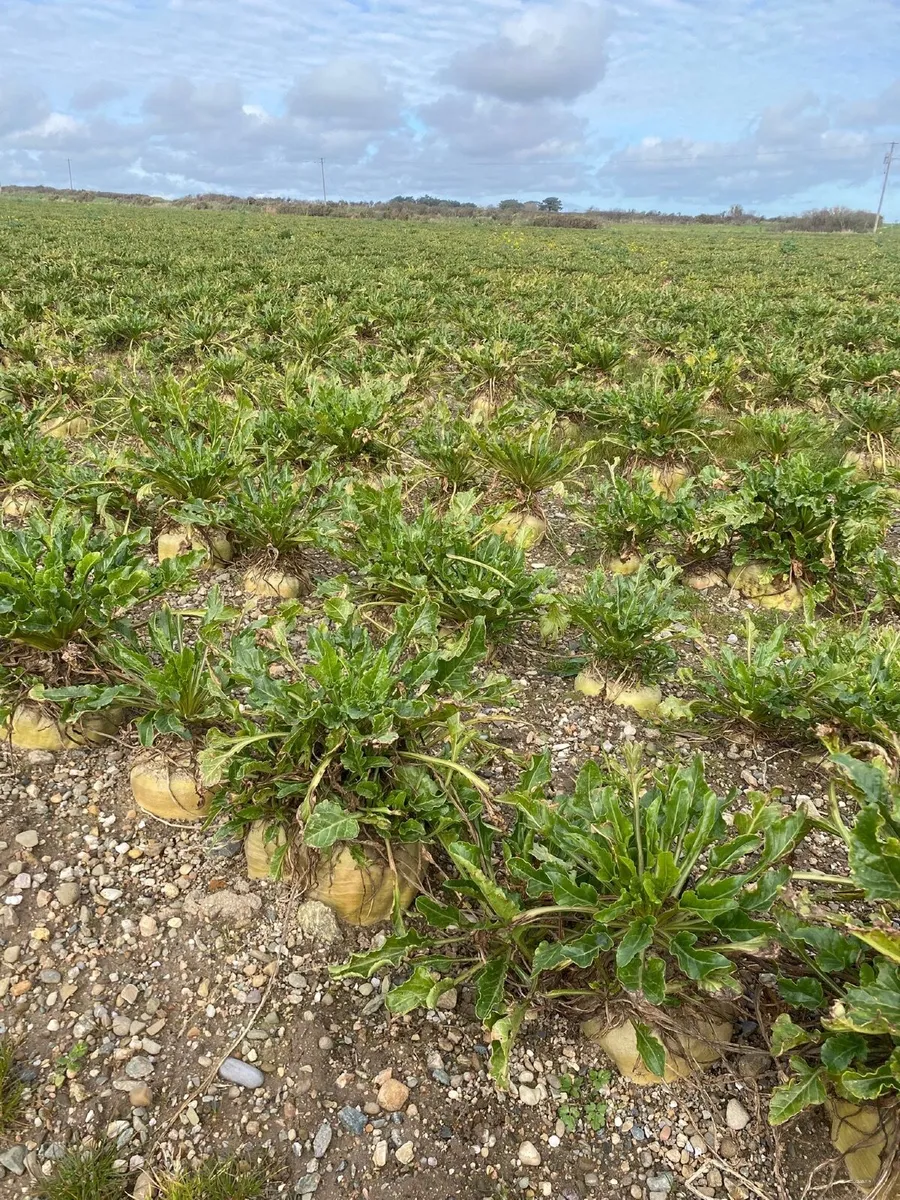 Sugar Beet - Image 1
