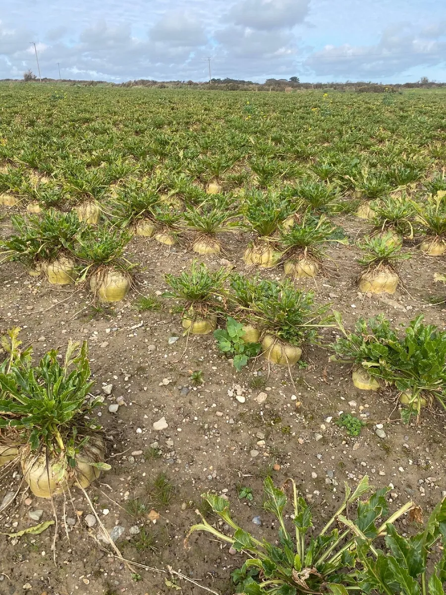 Sugar Beet - Image 3