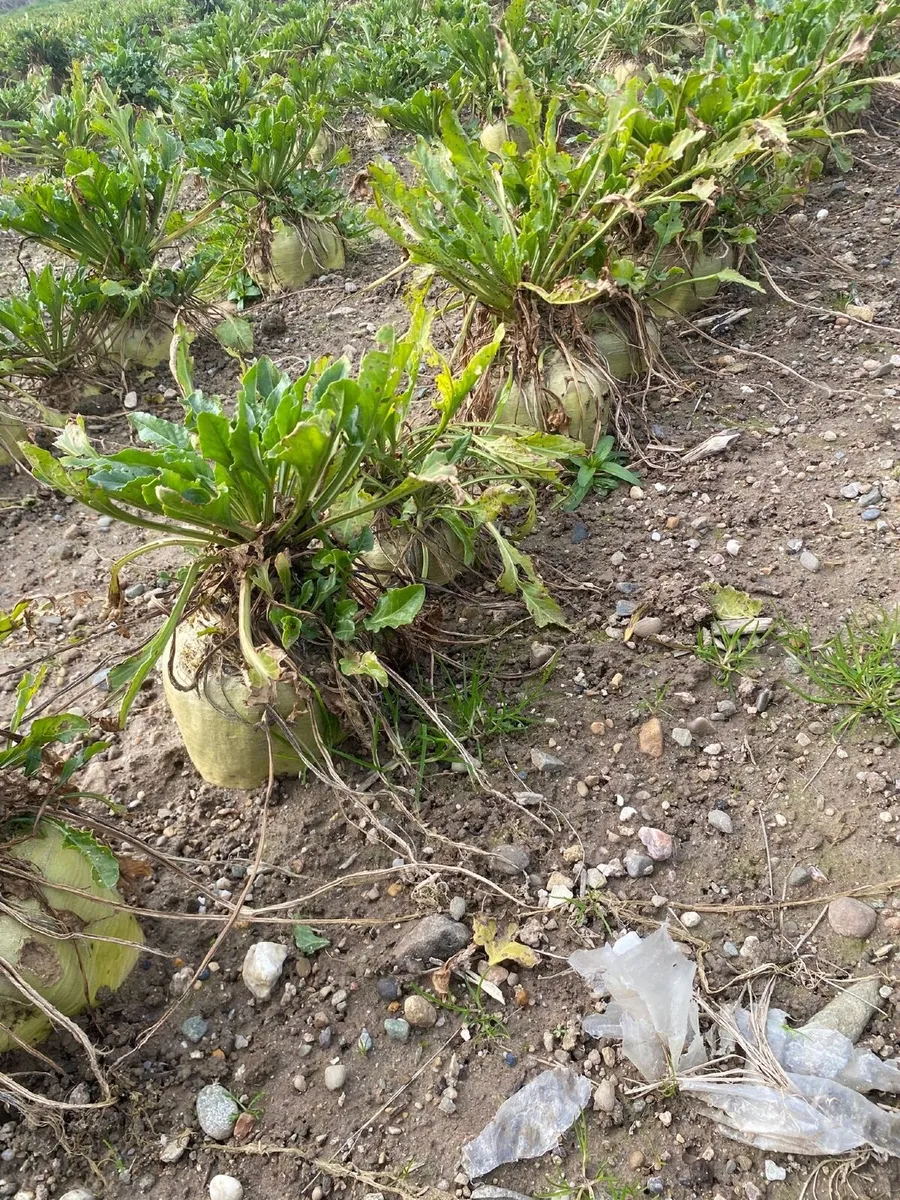 Sugar Beet - Image 4