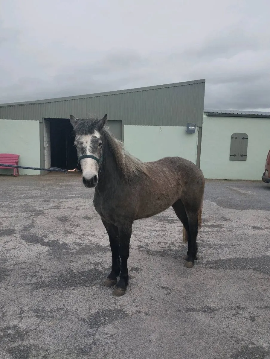 Connemara pony - Image 1