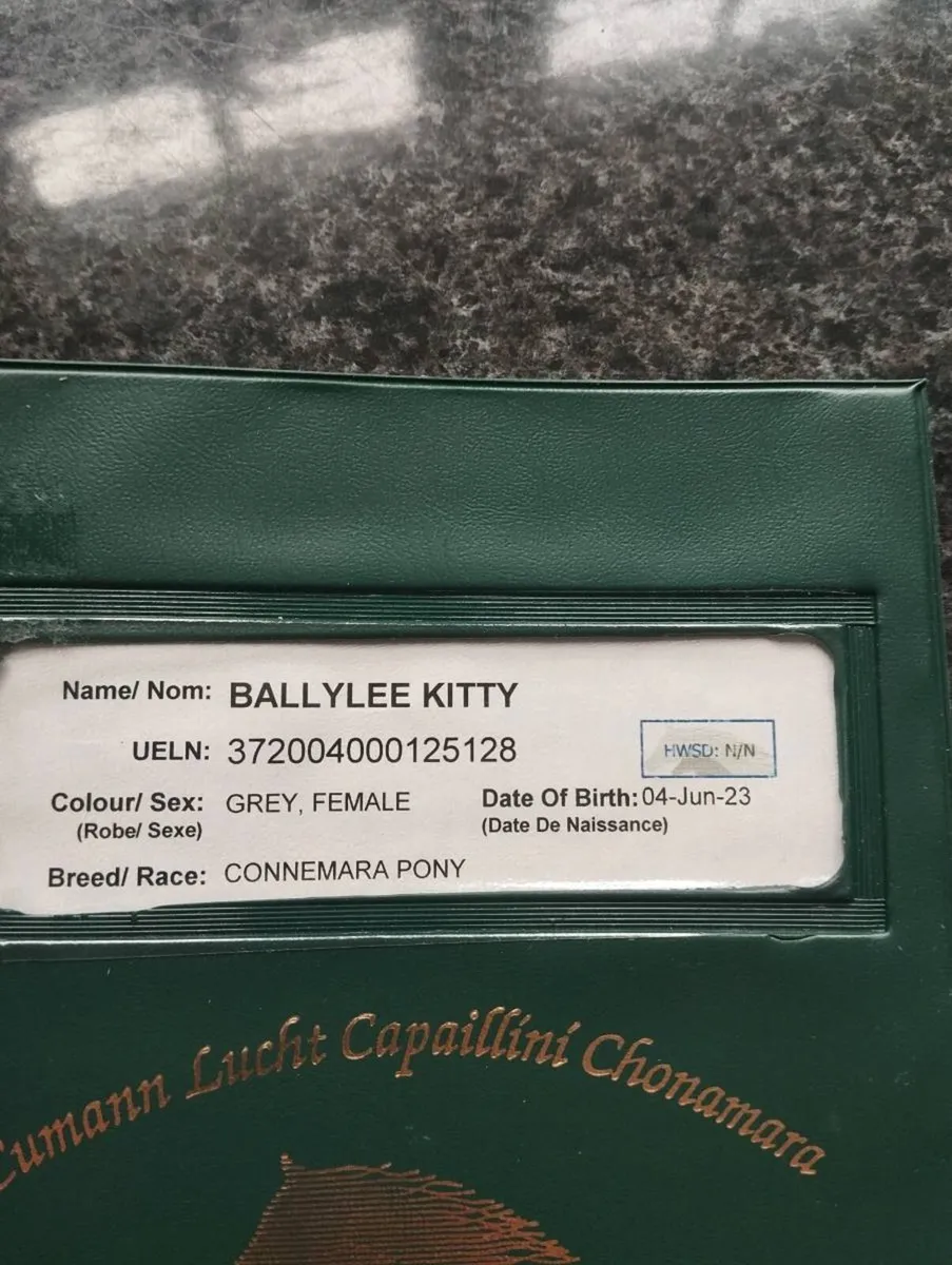 Connemara pony - Image 2