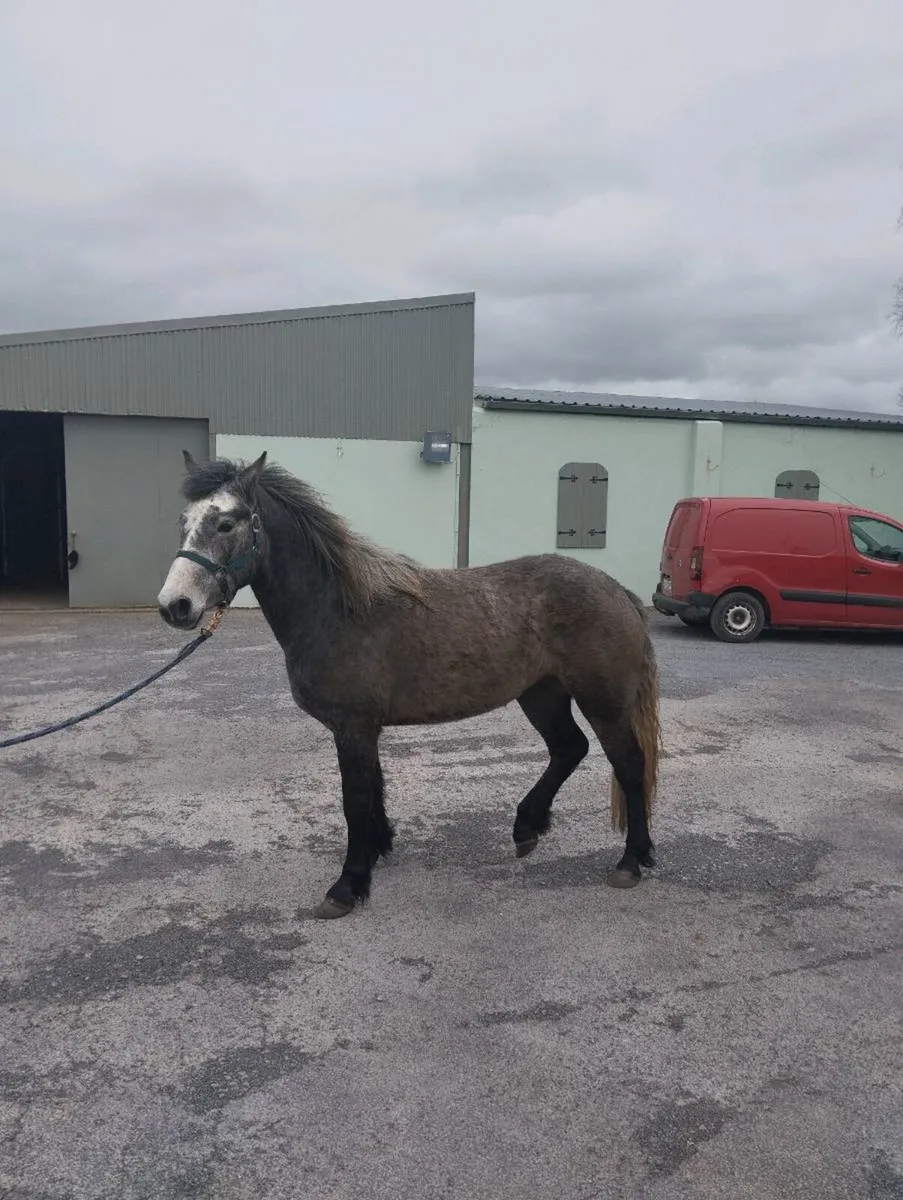 Connemara pony - Image 3