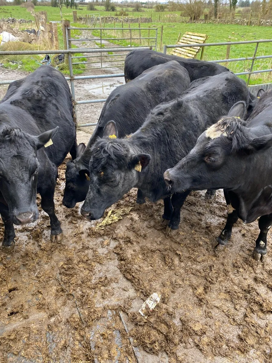 Angus Heifers - Image 2