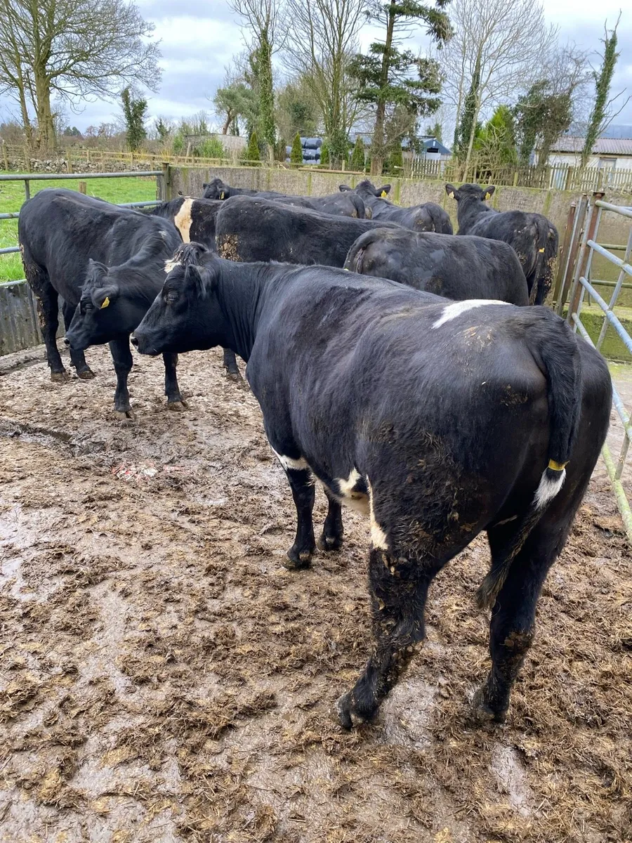 Angus Heifers - Image 3