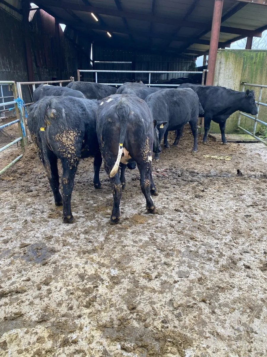 Angus Heifers - Image 4