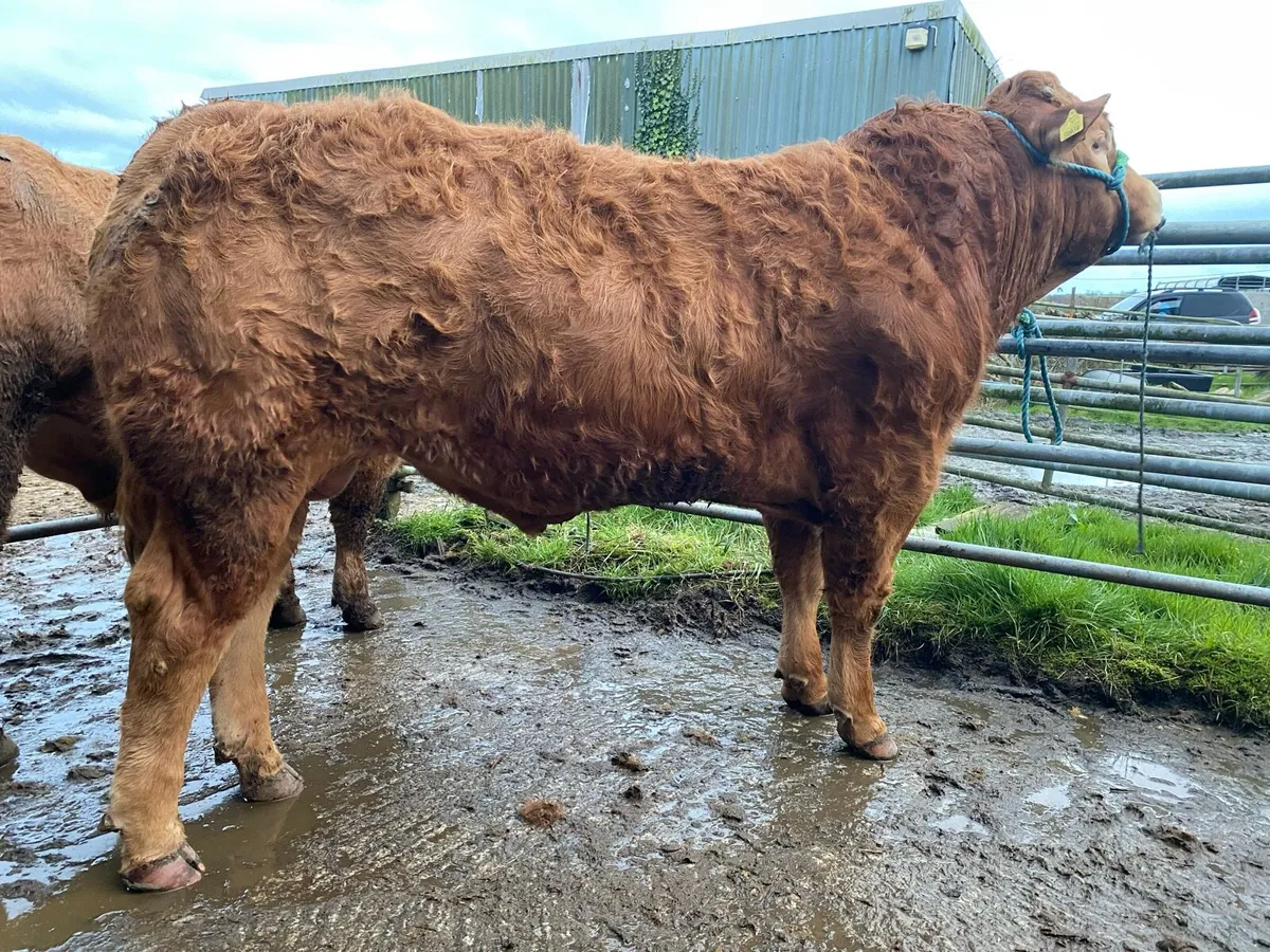 Pedigree Limousin Bulls - Image 4