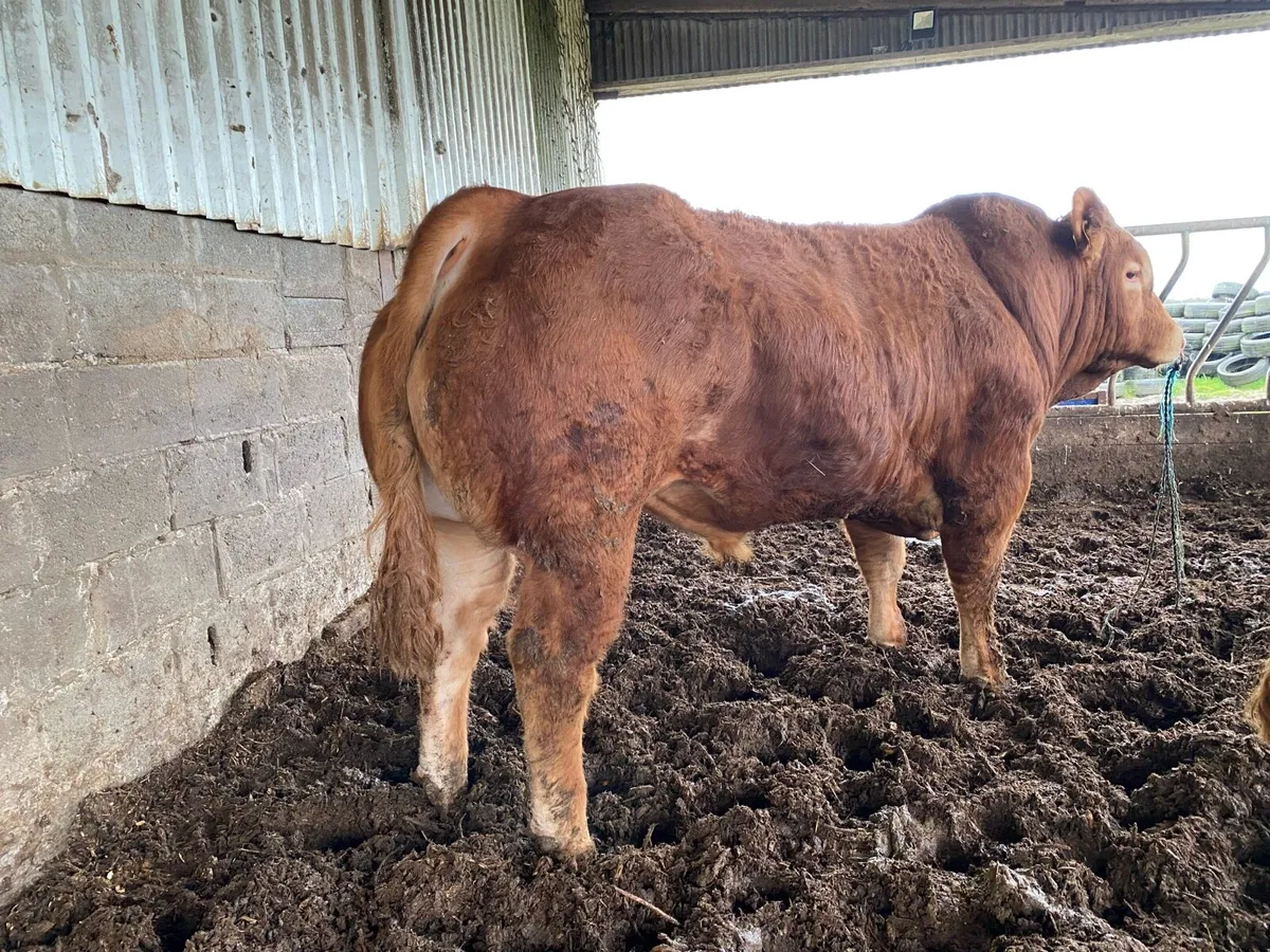 Pedigree Limousin Bulls - Image 1