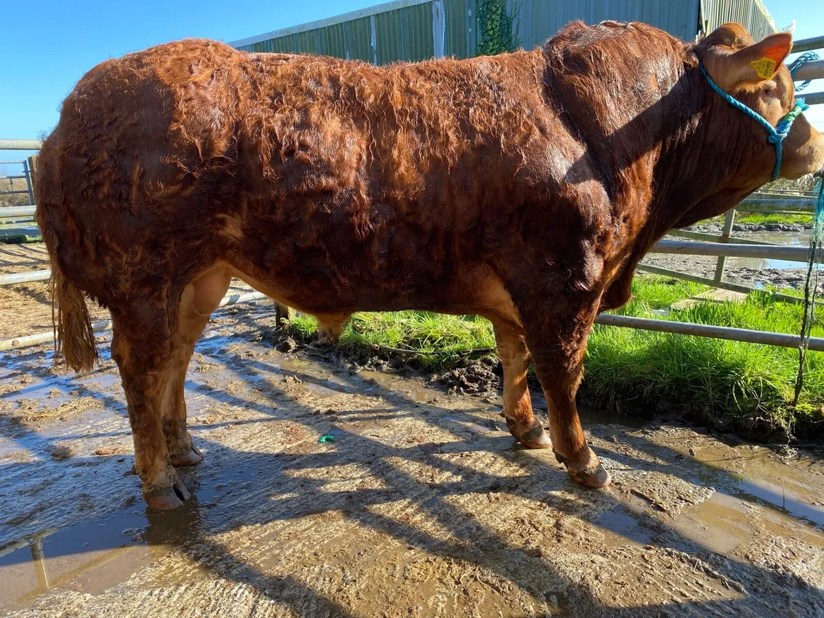 Pedigree Limousin Bulls - Image 2