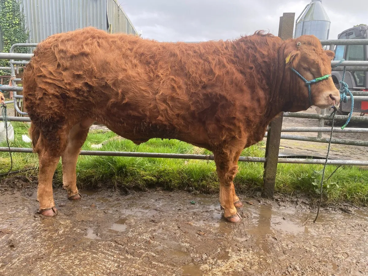 Pedigree Limousin Bulls - Image 3