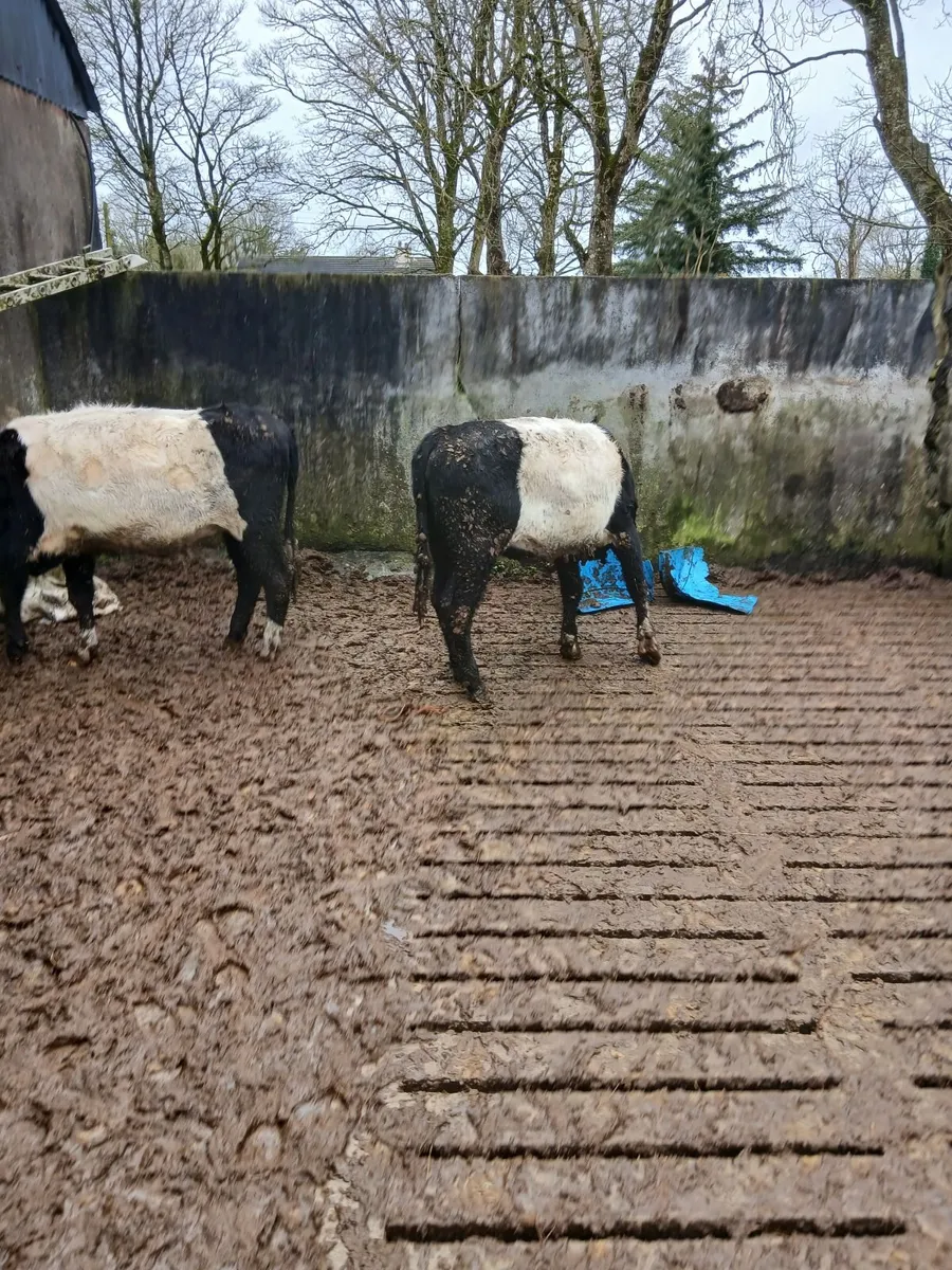 Weanling Belted Galloway heifers - Image 2