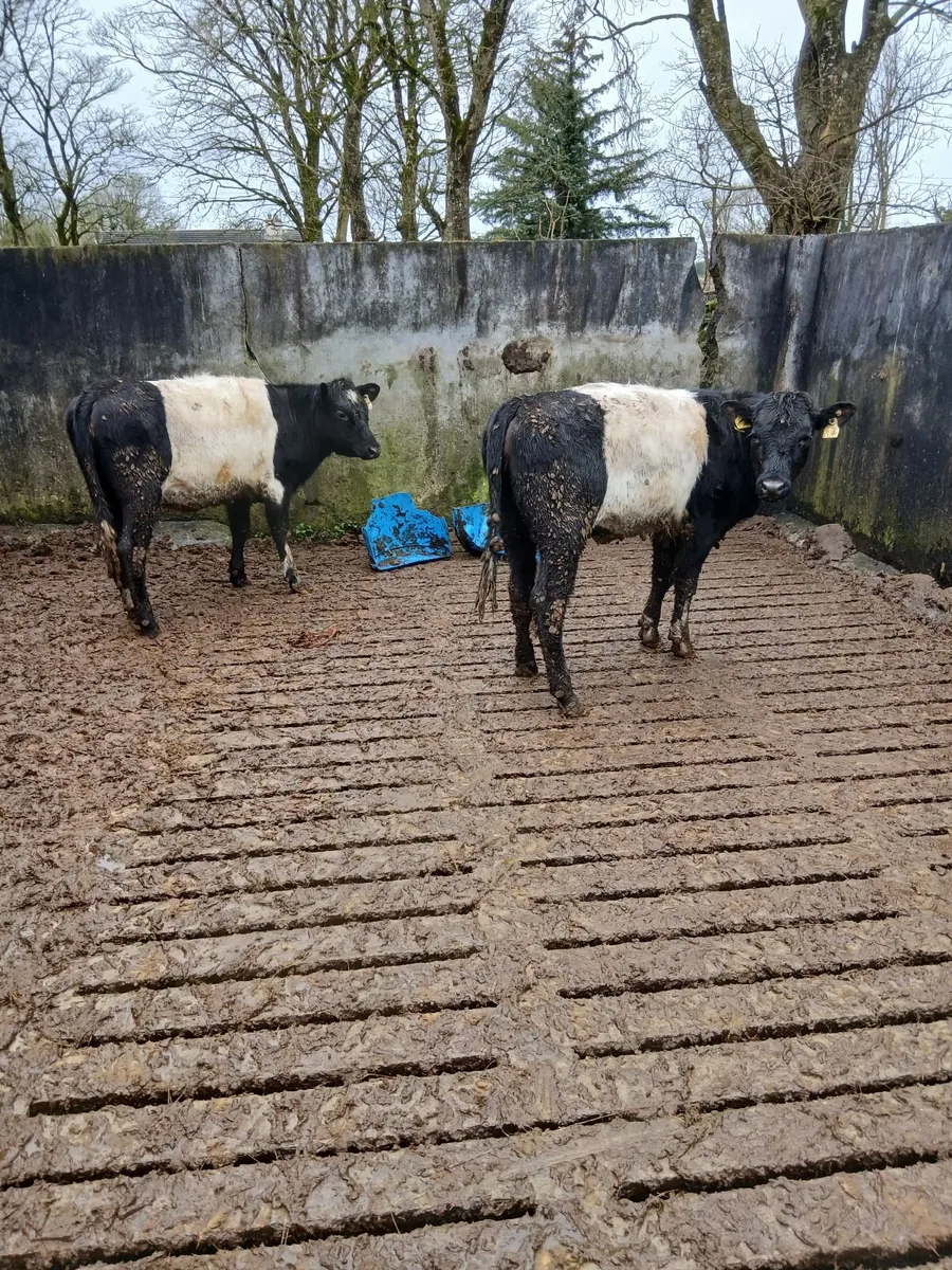 Weanling Belted Galloway heifers - Image 3