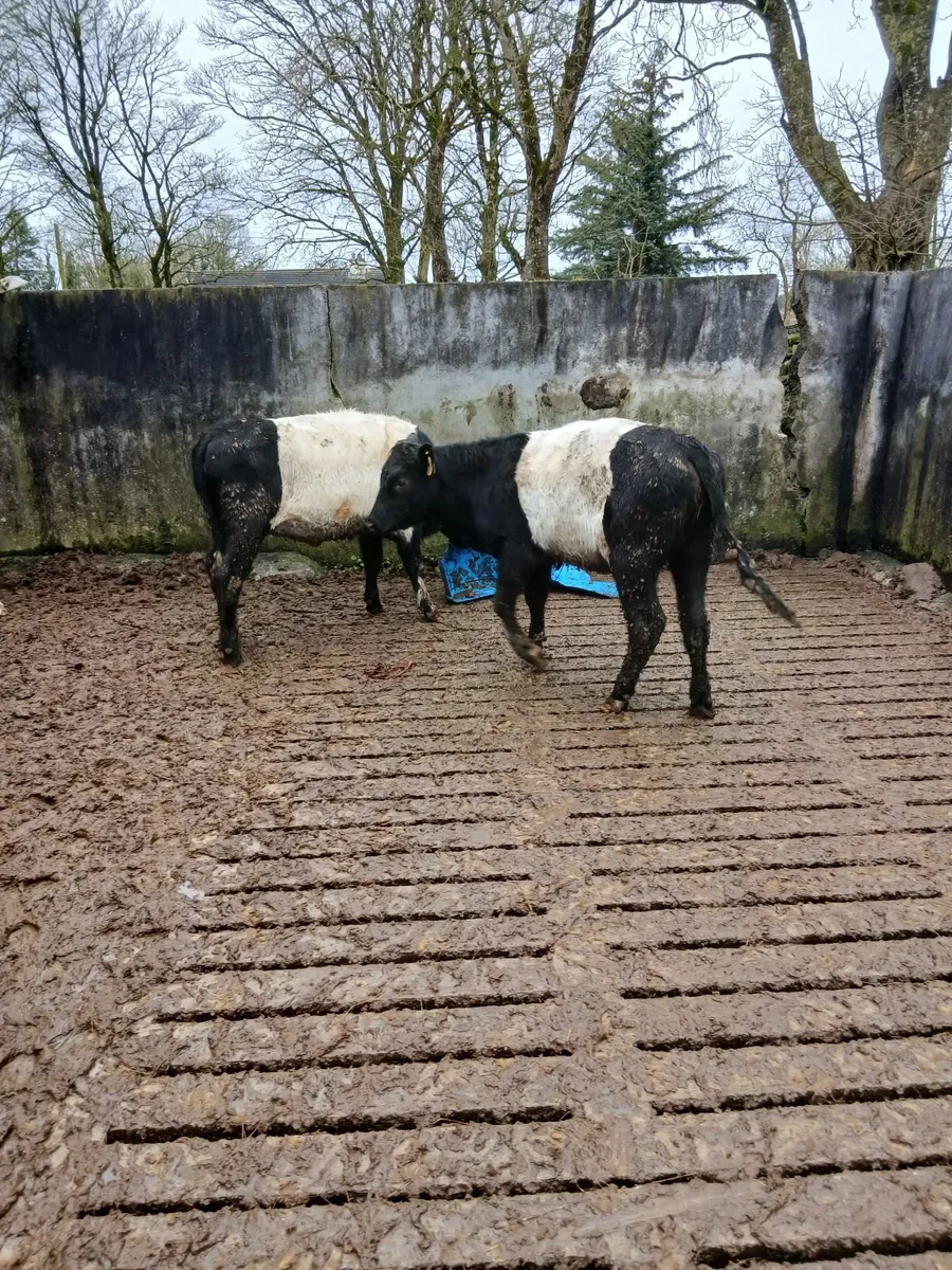 Weanling Belted Galloway heifers - Image 1