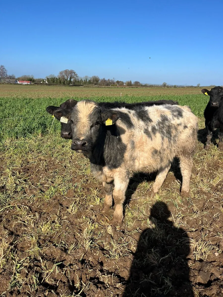 Kilcullen mart weanling & cow show&sale - Image 2