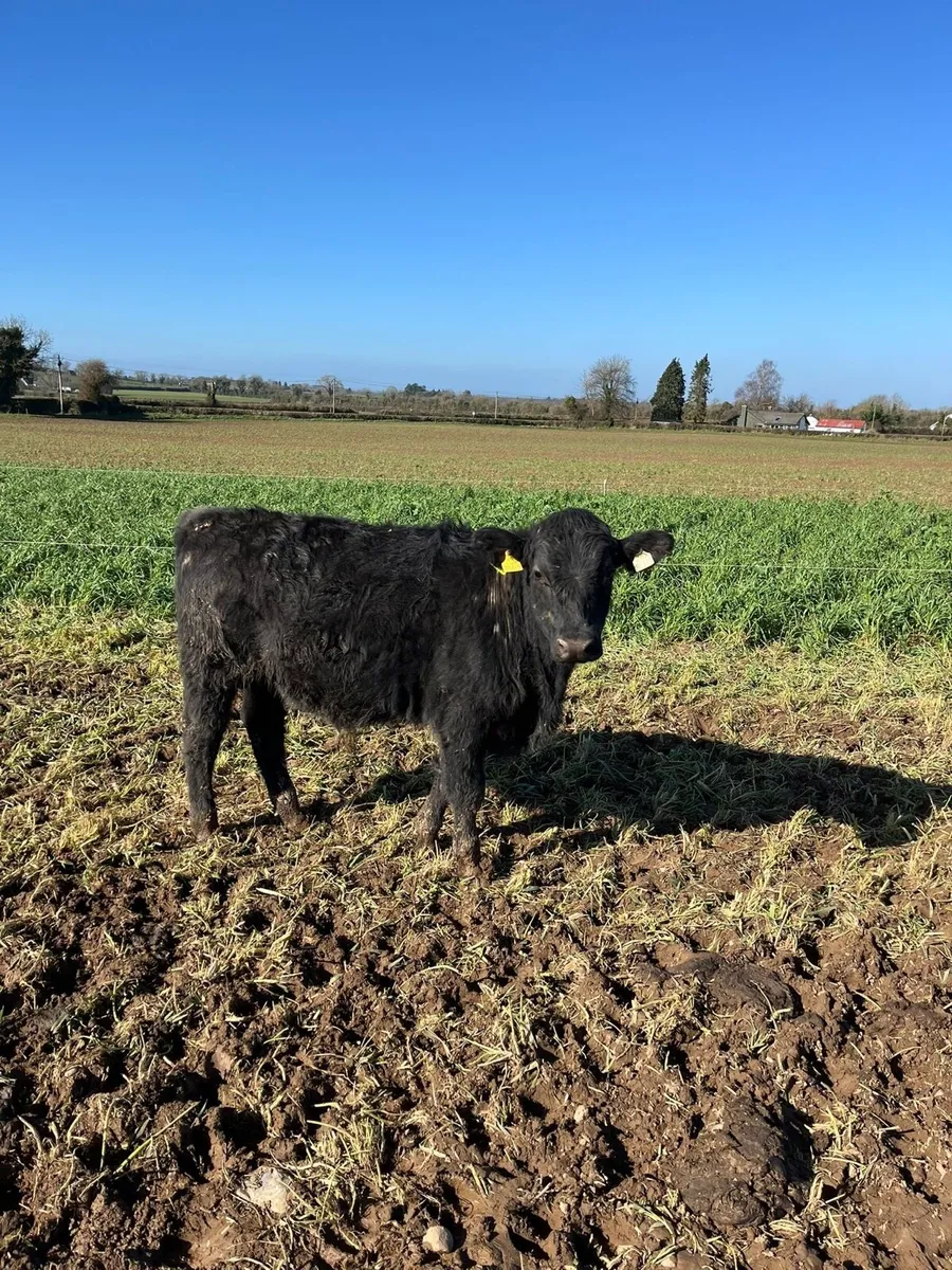 Kilcullen mart weanling & cow show&sale - Image 3