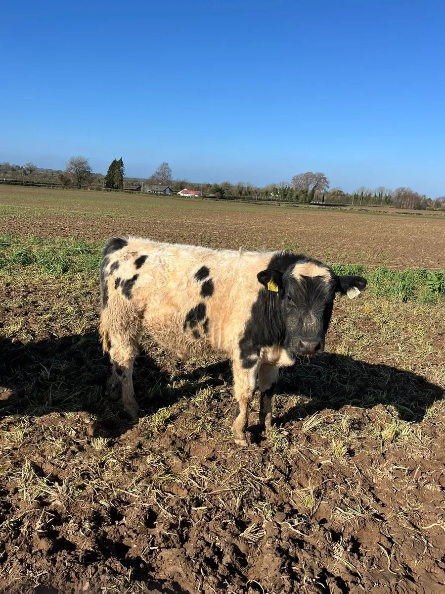 Kilcullen mart weanling & cow show&sale - Image 4
