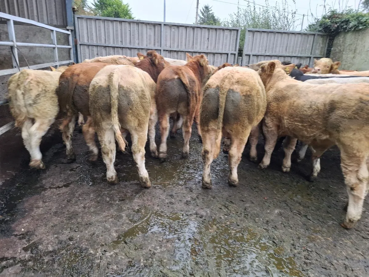 Kilcullen mart weanling & cow show&sale - Image 1