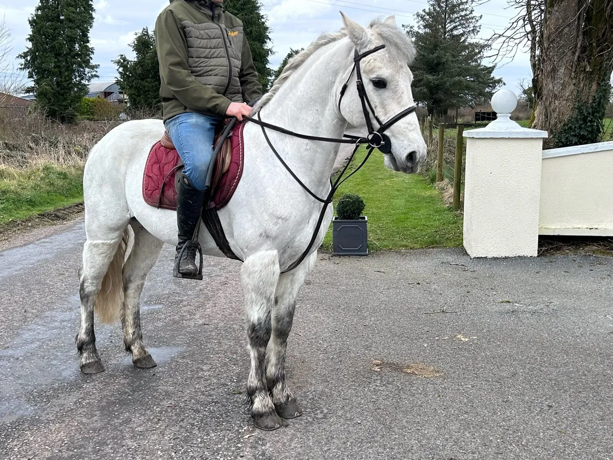 4 yr old 14.2 Connemara gelding - Image 1