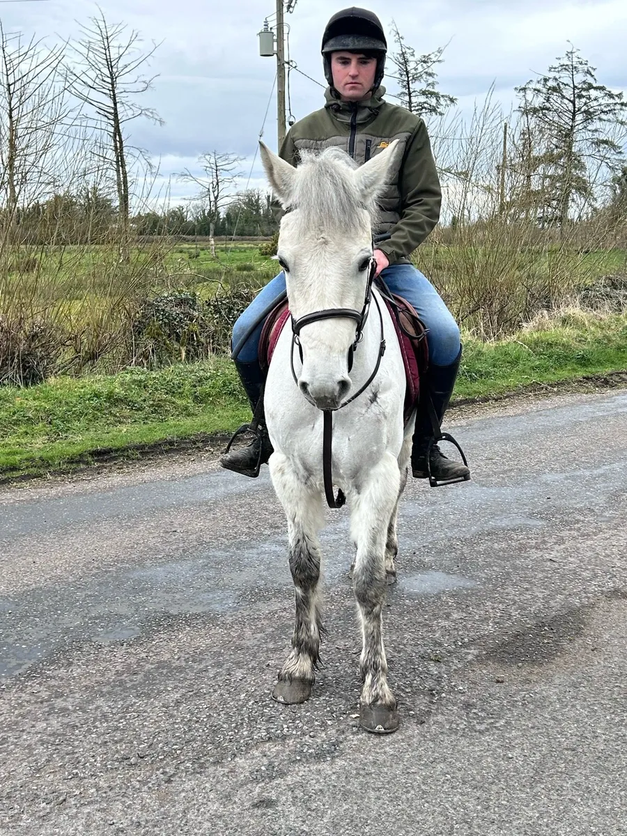 4 yr old 14.2 Connemara gelding - Image 3