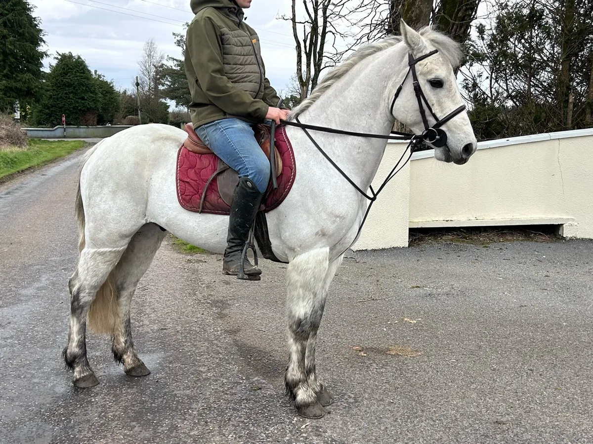 4 yr old 14.2 Connemara gelding - Image 4