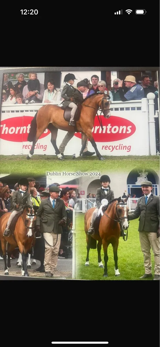 13 year old, 122cm mare - Image 3