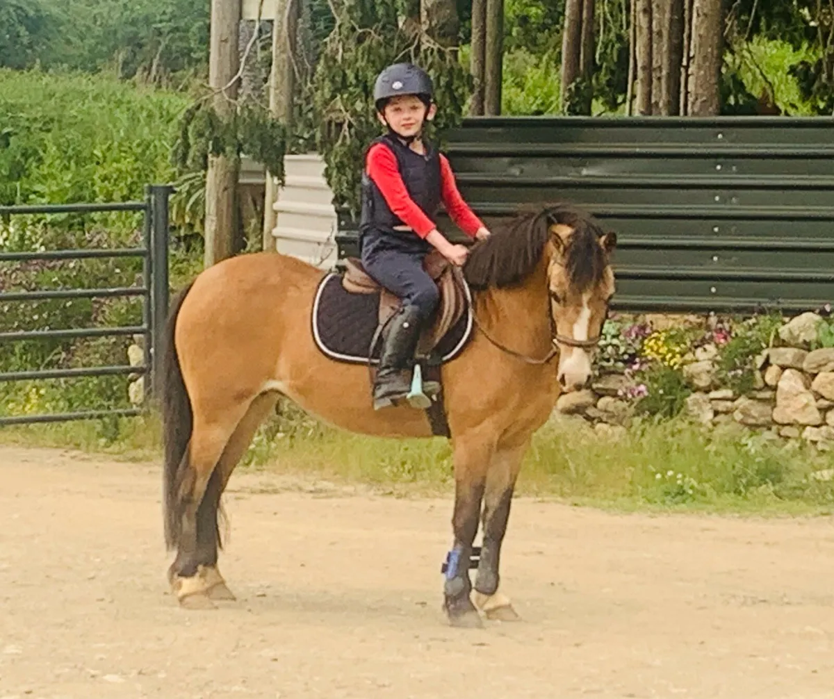 13 year old, 122cm mare - Image 1