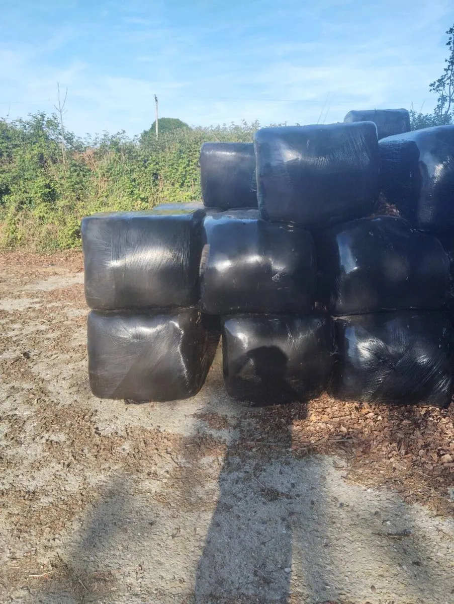 Excellent Horse haylage - Image 2