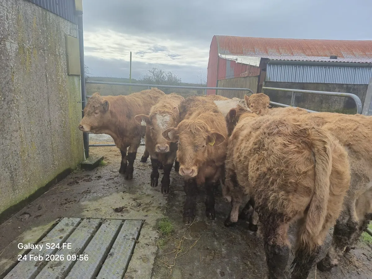 Bullocks - Image 1