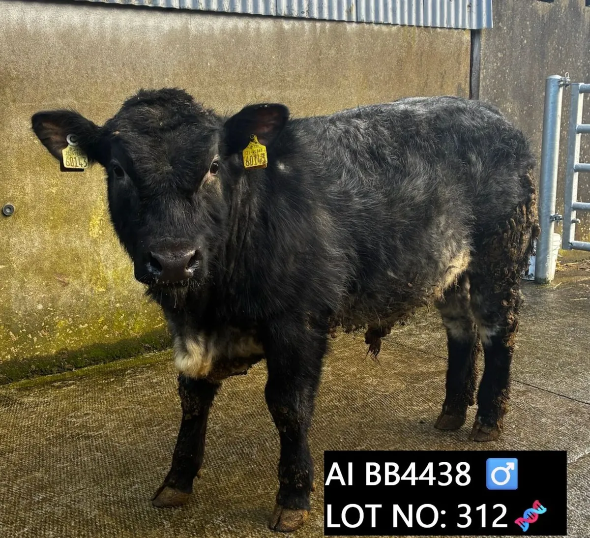 🔥 Bull & Heifer Weanlings Balla 10th March🔥 - Image 1