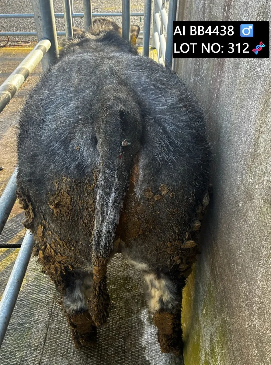 🔥 Bull & Heifer Weanlings Balla 10th March🔥 - Image 2