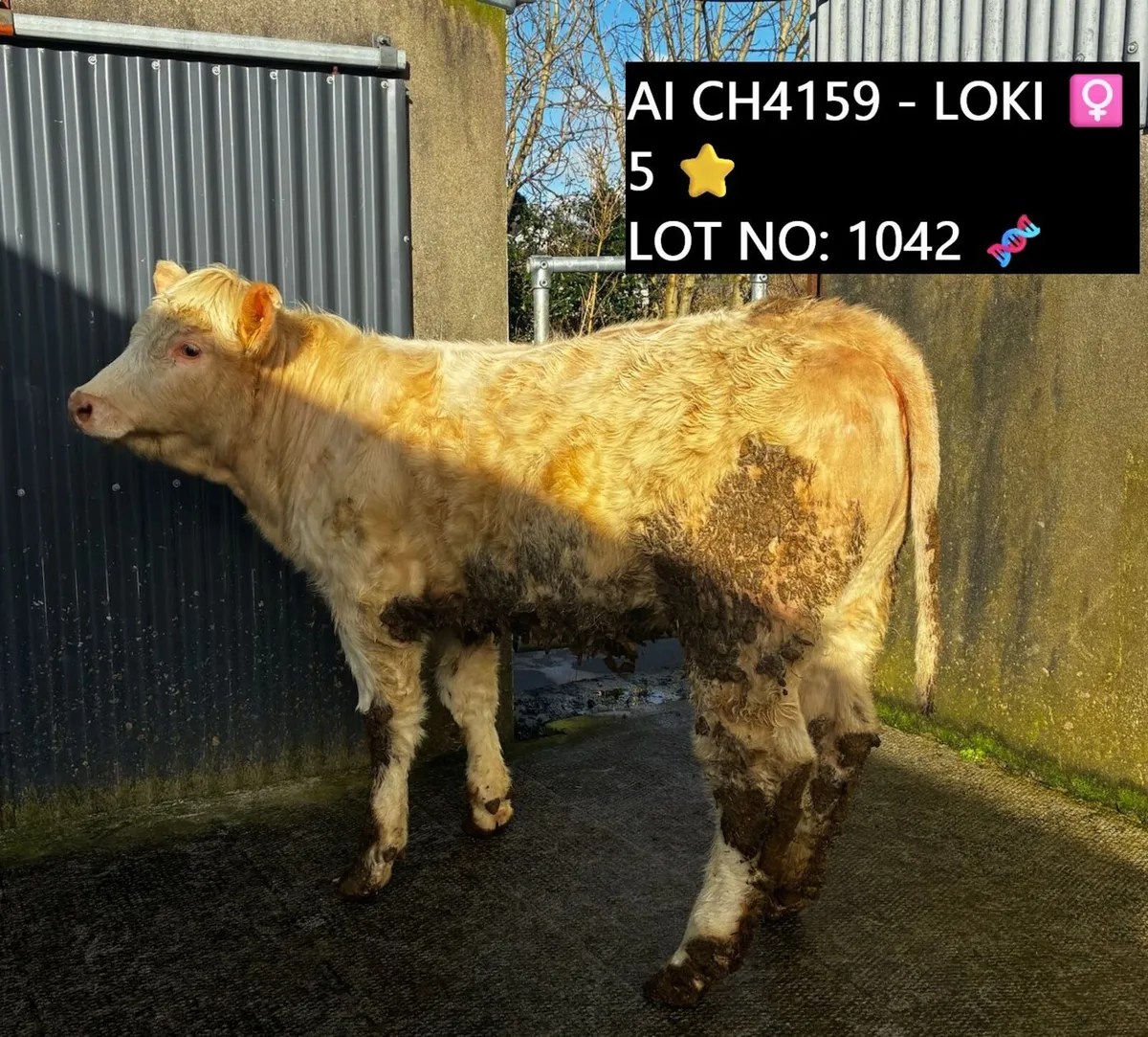 🔥 Bull & Heifer Weanlings Balla 10th March🔥 - Image 3