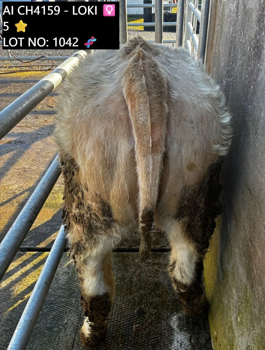 🔥 Bull & Heifer Weanlings Balla 10th March🔥 - Image 4