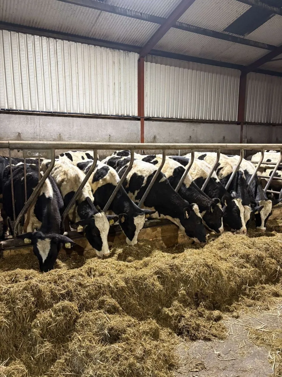 Maiden Heifers - Image 2