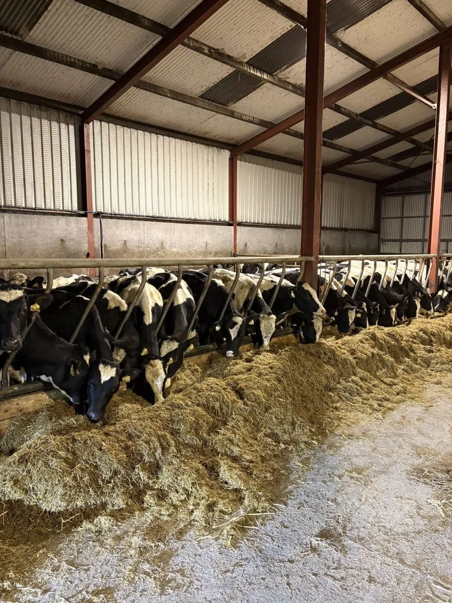 Maiden Heifers - Image 3