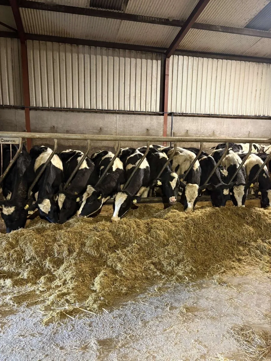 Maiden Heifers - Image 1