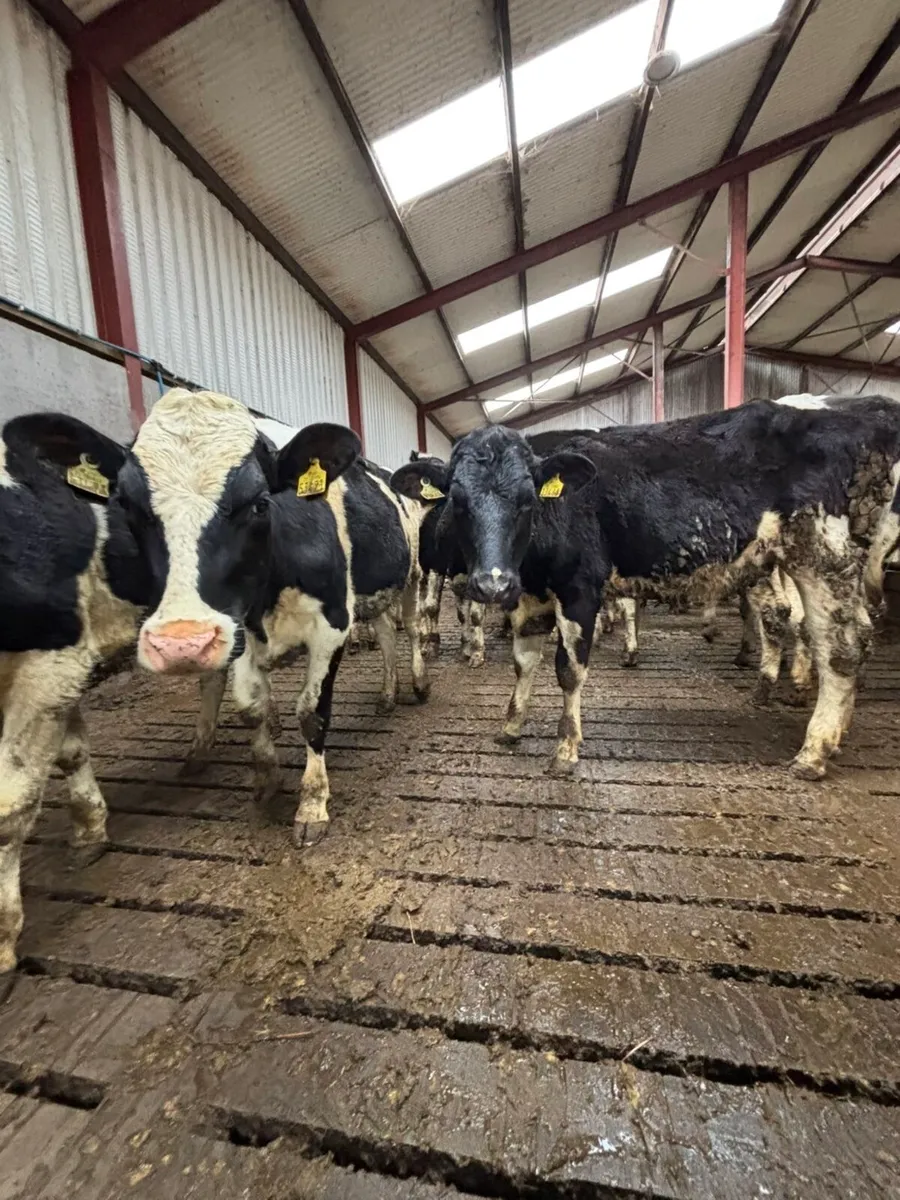 Maiden Heifers - Image 4