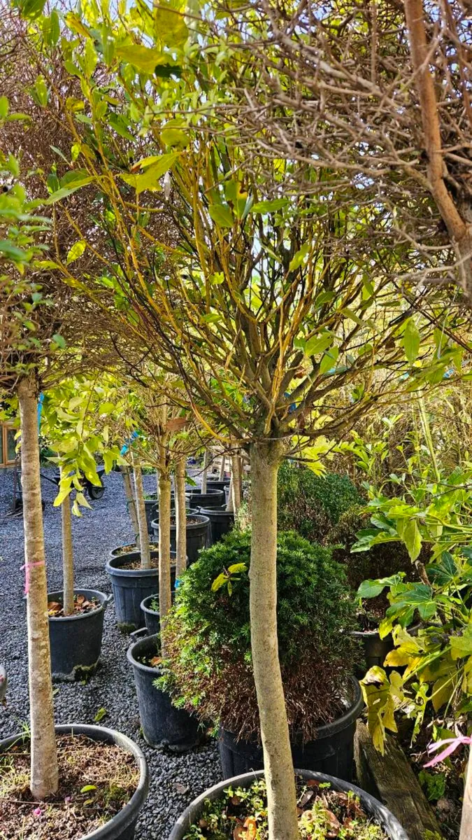 Very Large Lollipop Trees - Image 2