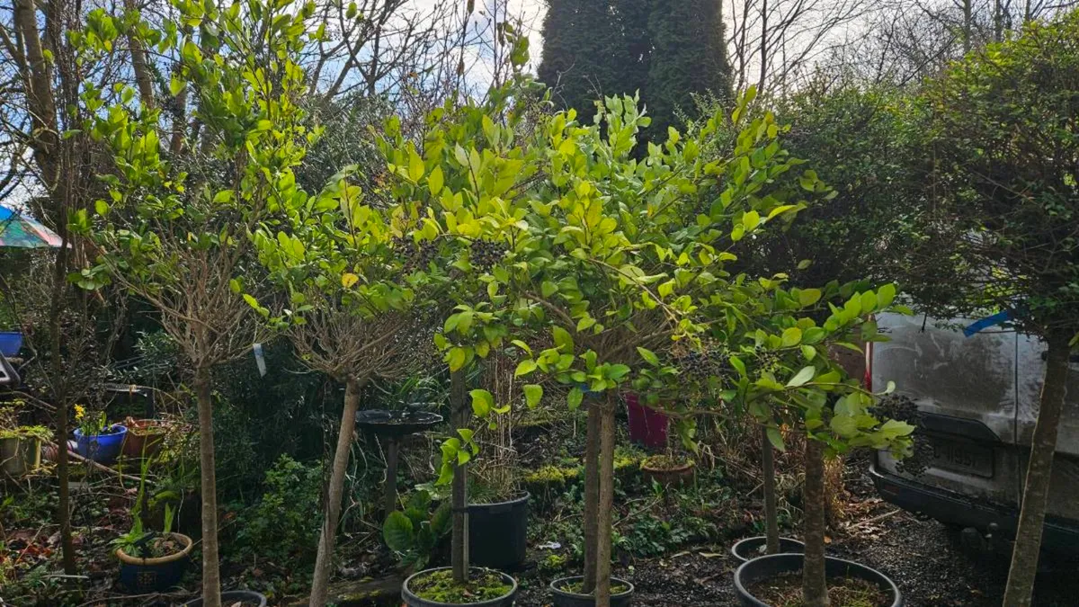 Very Large Lollipop Trees - Image 1