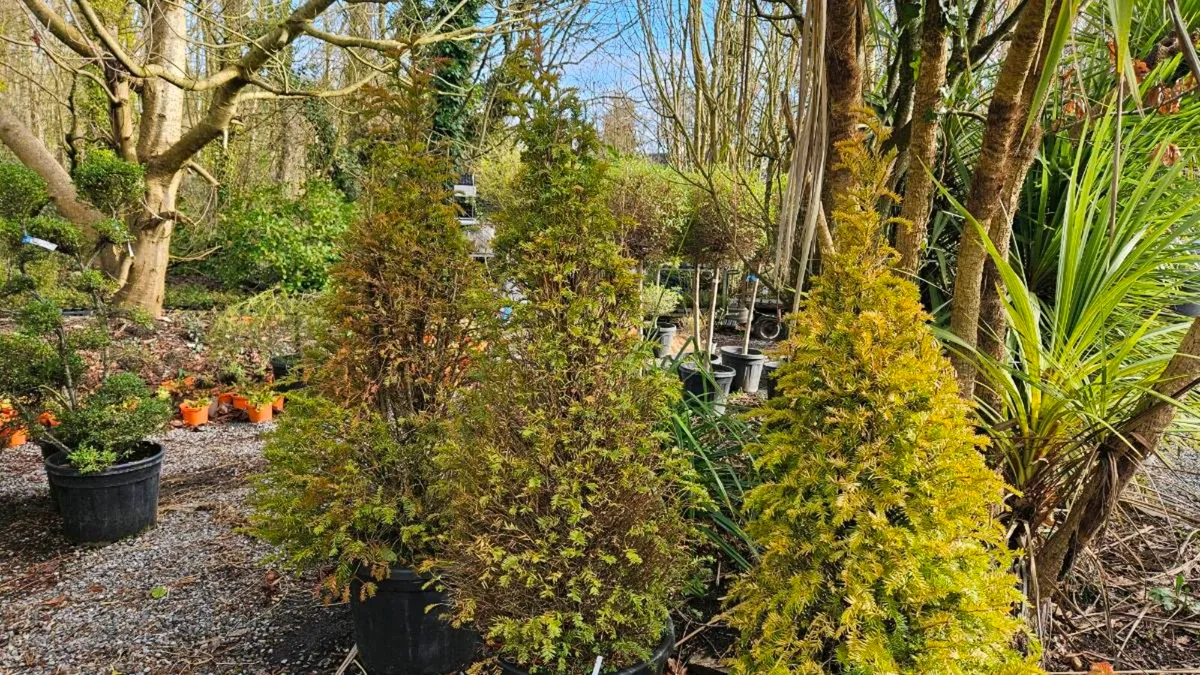 Very Large Lollipop Trees - Image 4