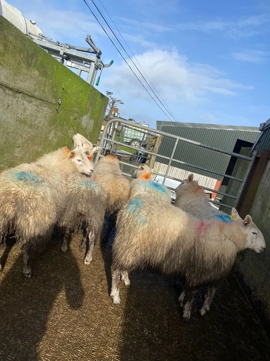 50 super hogget ewes - Image 1