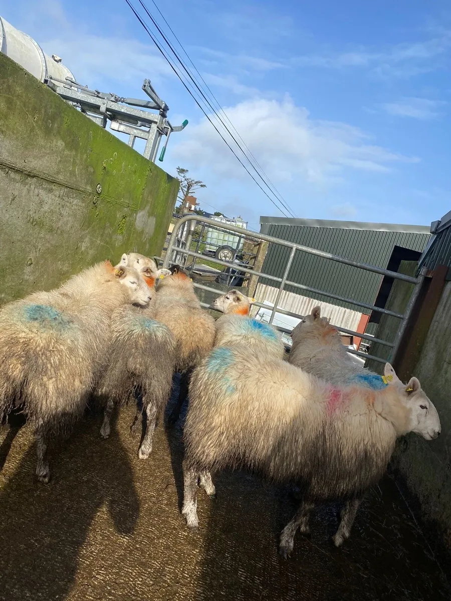 50 super hogget ewes - Image 2