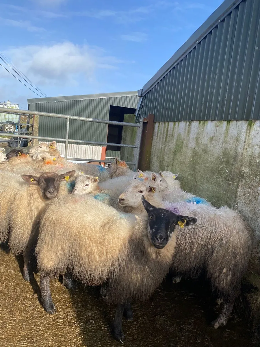 50 super hogget ewes - Image 3